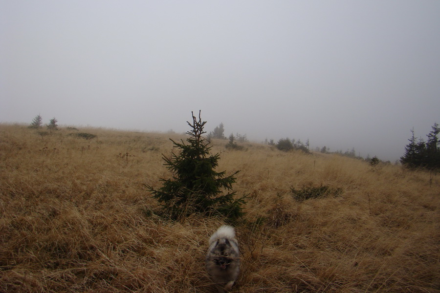 Veľký Bok (Nízke Tatry)