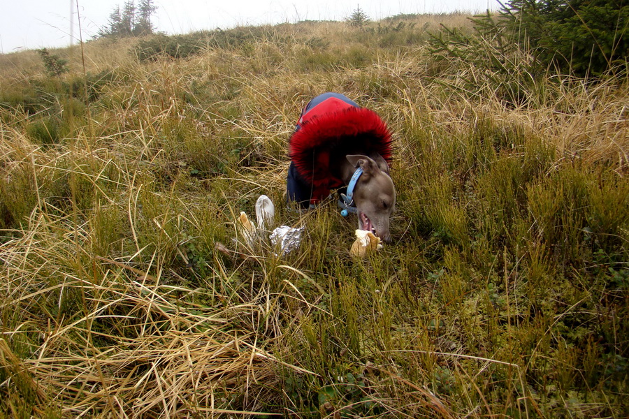 Veľký Bok (Nízke Tatry)