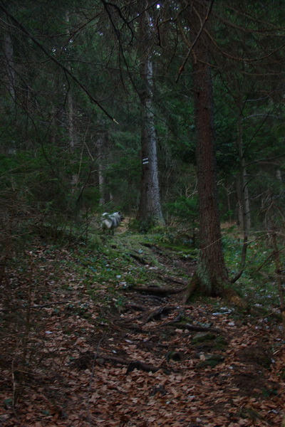 Veľký Choč (Chočské vrchy)