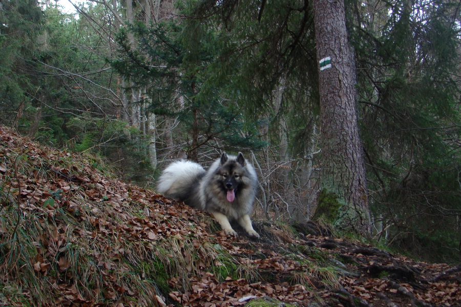 Veľký Choč (Chočské vrchy)