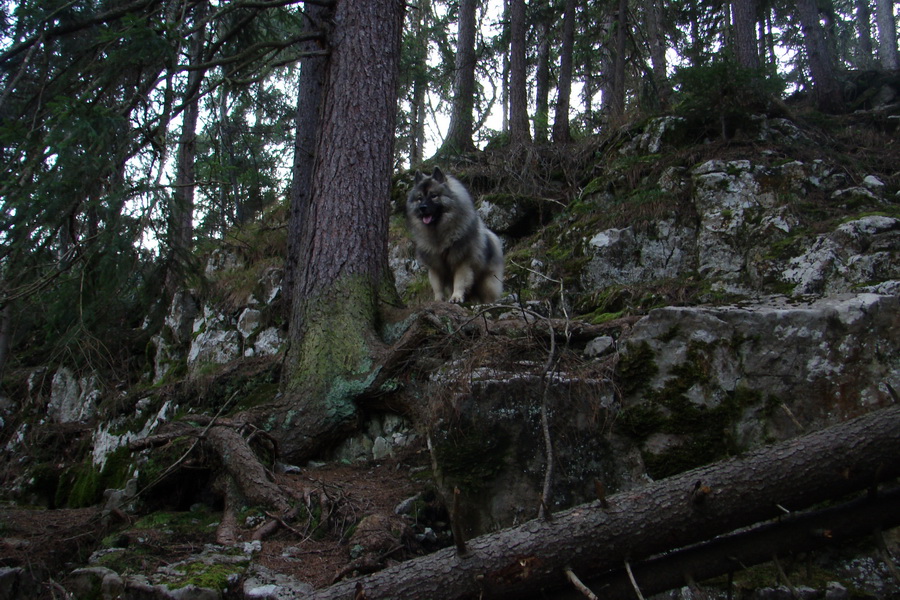 Veľký Choč (Chočské vrchy)