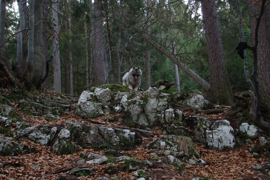 Veľký Choč (Chočské vrchy)