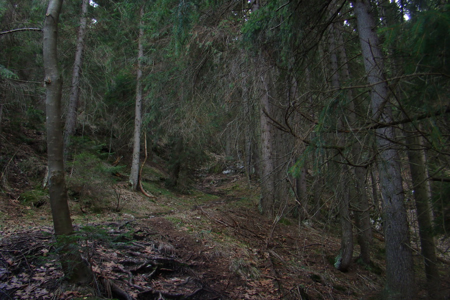 Veľký Choč (Chočské vrchy)