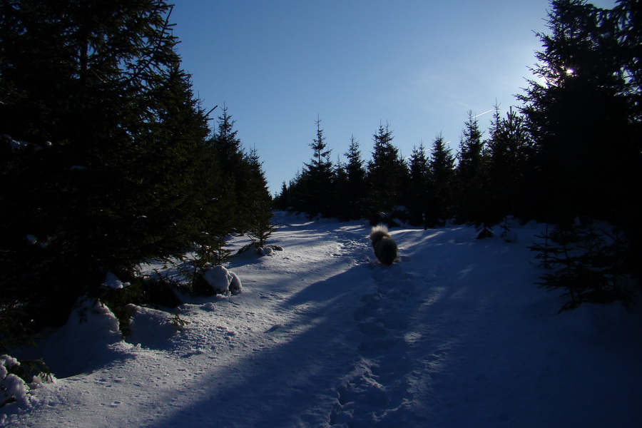 Veľký Choč (Chočské vrchy)