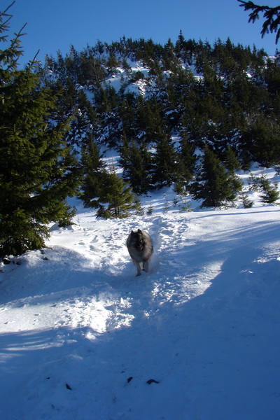 Veľký Choč (Chočské vrchy)