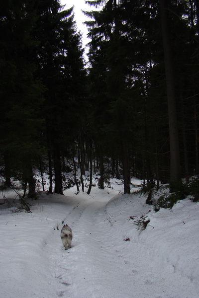 Veľký Choč (Chočské vrchy)