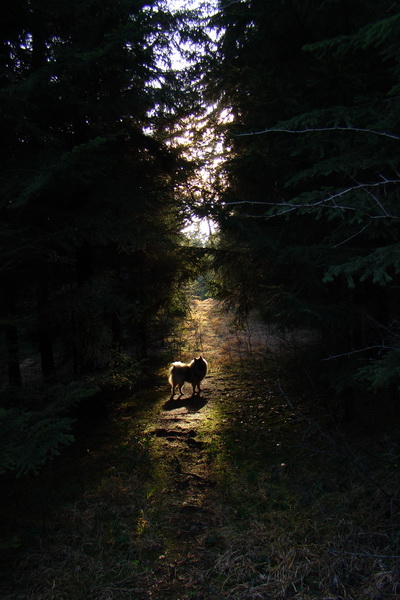 Veľký Choč (Chočské vrchy)