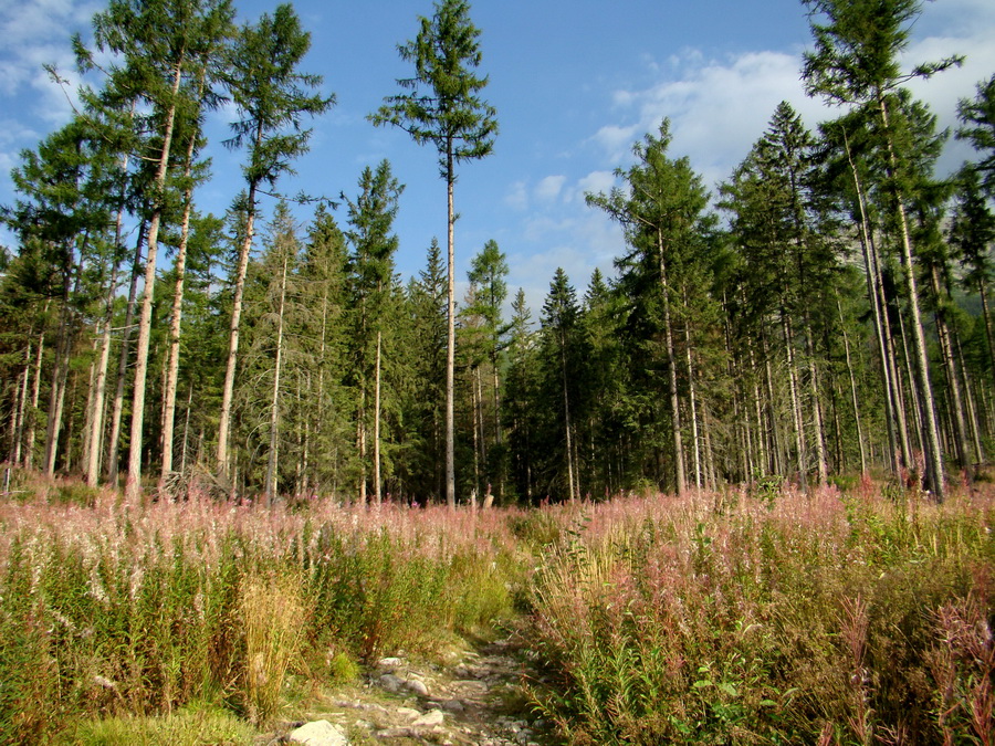 Východná Vysoká a sedlo Prielom (Vysoké Tatry)