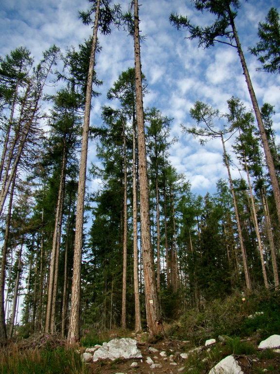 Východná Vysoká a sedlo Prielom (Vysoké Tatry)