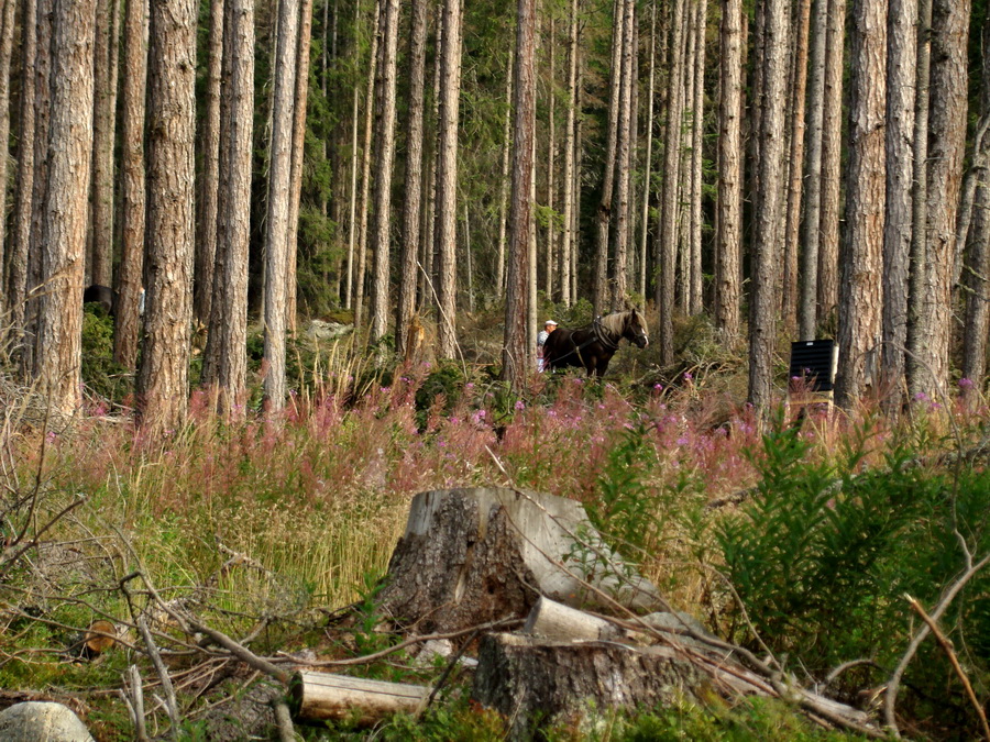 Východná Vysoká a sedlo Prielom (Vysoké Tatry)