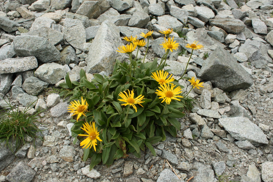 Východná Vysoká a sedlo Prielom (Vysoké Tatry)