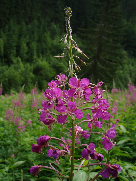 Vyšné Kopské sedlo Monkovou dolinou (Belianske Tatry)