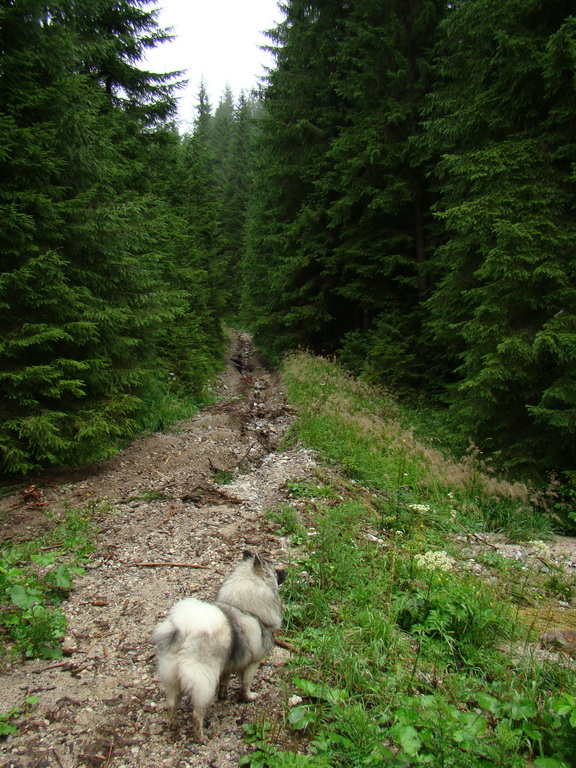 Z Kriviana na Pusté pole (Nízke Tatry)