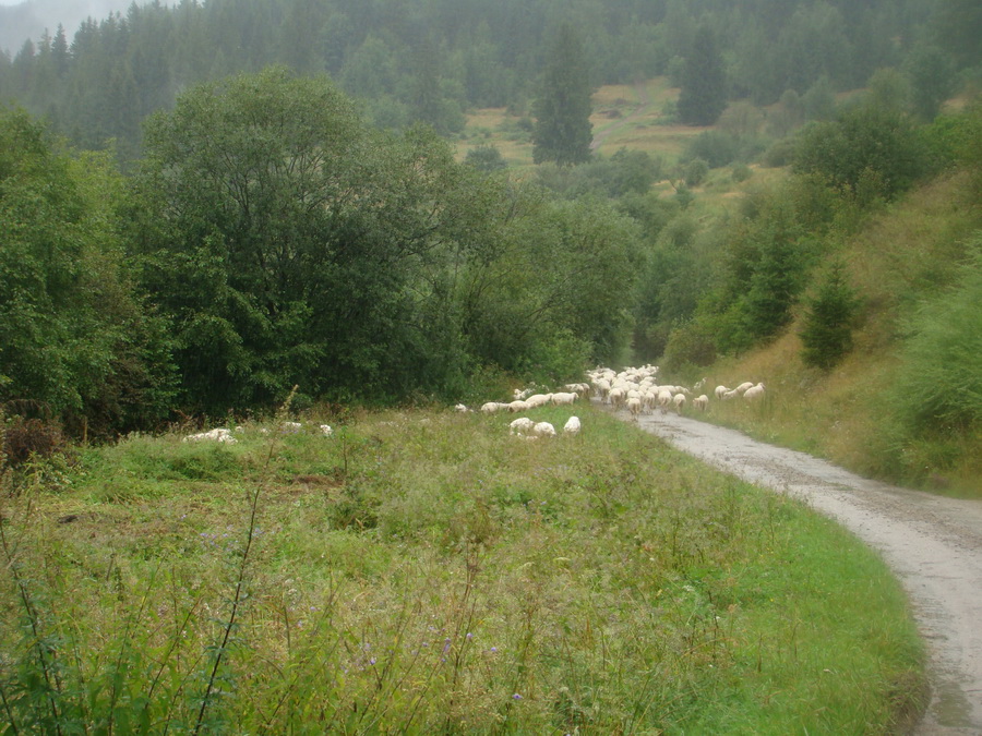 Z Kriviana na Pusté pole (Nízke Tatry)