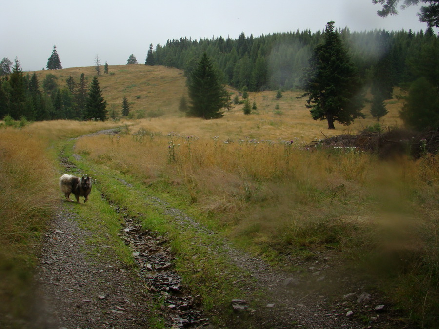 Z Kriviana na Pusté pole (Nízke Tatry)