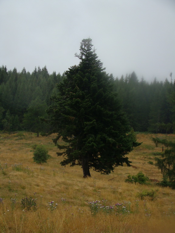 Z Kriviana na Pusté pole (Nízke Tatry)