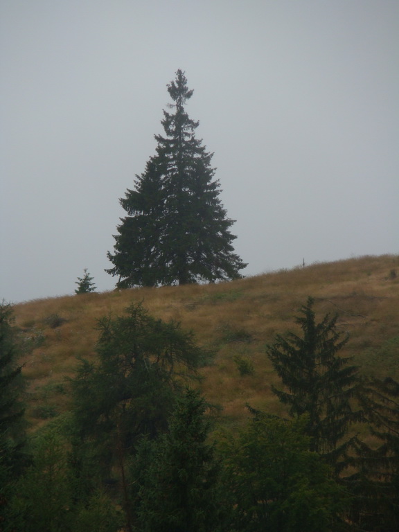 Z Kriviana na Pusté pole (Nízke Tatry)