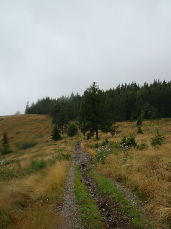 Z Kriviana na Pusté pole (Nízke Tatry)