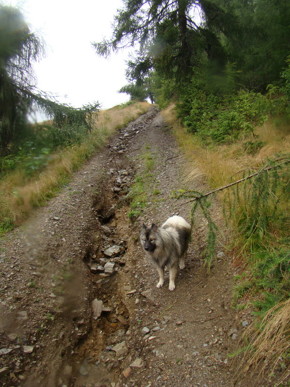 Z Kriviana na Pusté pole (Nízke Tatry)