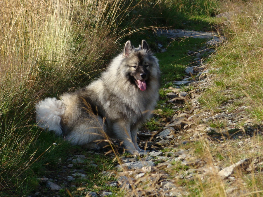 Z Kriviana na Pusté pole (Nízke Tatry)