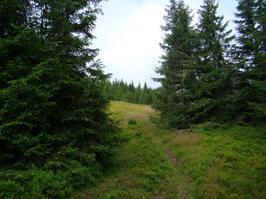 Z Kriviana na Pusté pole (Nízke Tatry)