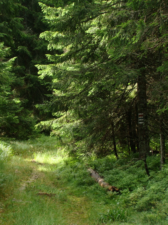 Z Kriviana na Pusté pole (Nízke Tatry)