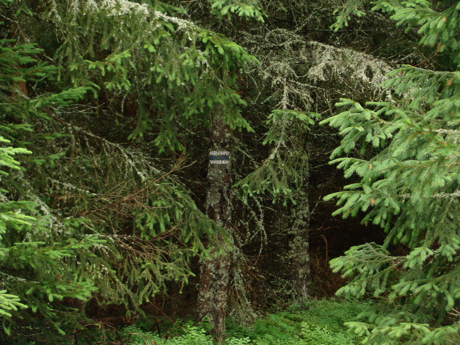 Z Kriviana na Pusté pole (Nízke Tatry)