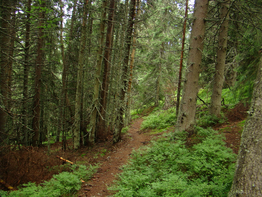 Z Kriviana na Pusté pole (Nízke Tatry)