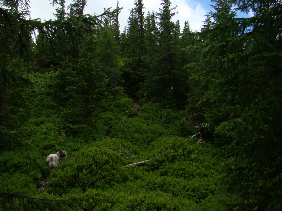 Z Kriviana na Pusté pole (Nízke Tatry)