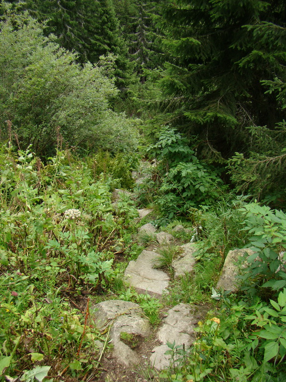 Z Kriviana na Pusté pole (Nízke Tatry)