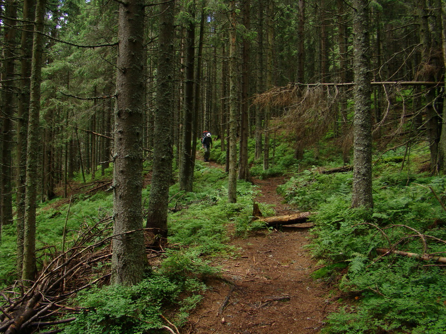 Z Kriviana na Pusté pole (Nízke Tatry)