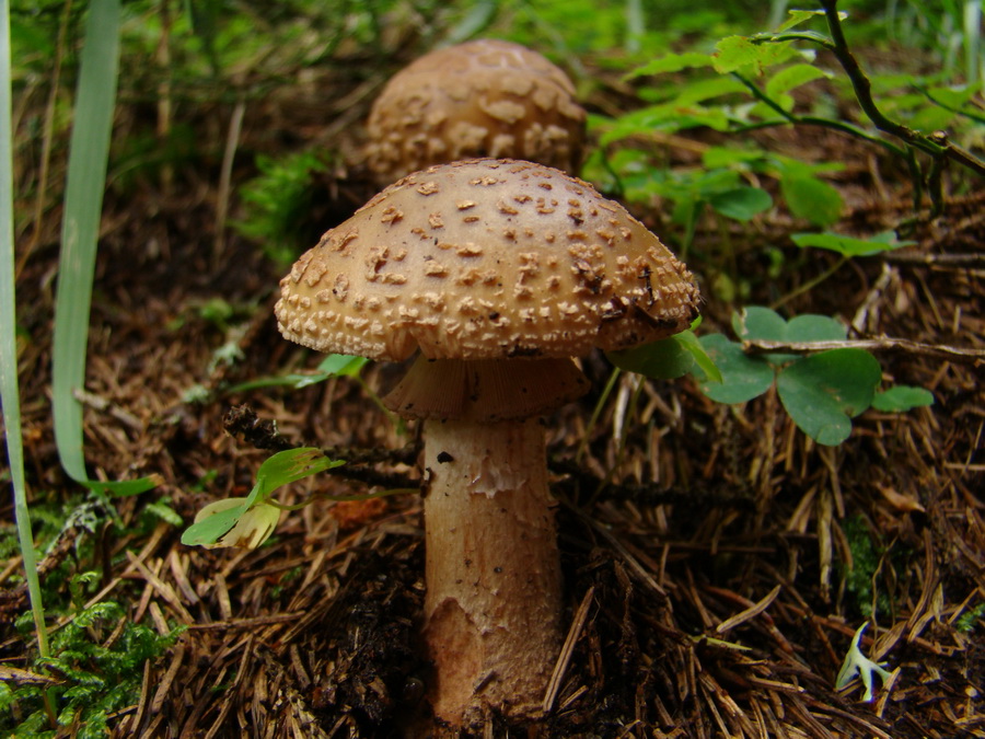 Z Kriviana na Pusté pole (Nízke Tatry)