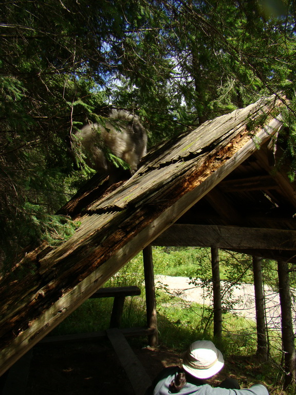 Z Kriviana na Pusté pole (Nízke Tatry)