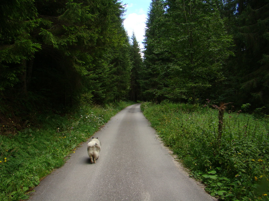 Z Kriviana na Pusté pole (Nízke Tatry)