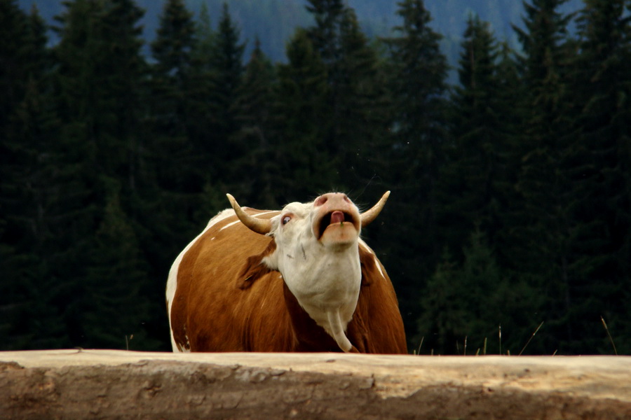 Andrejcová z Tatranskej Štrby (Nízke Tatry)