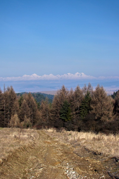 Bukovec z Matejoviec nad Hornádom (Volovské vrchy)