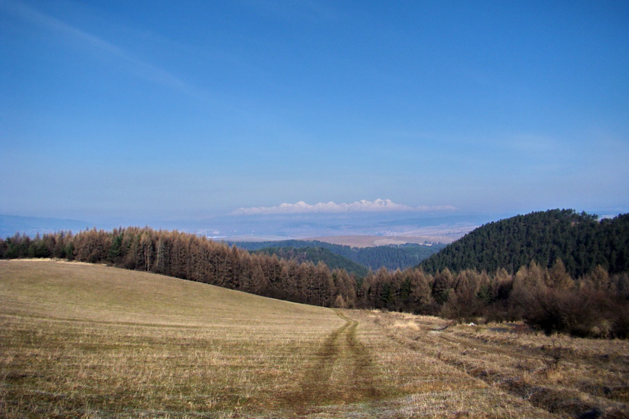 Bukovec z Matejoviec nad Hornádom (Volovské vrchy)