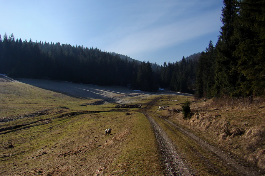 Bukovec z Matejoviec nad Hornádom (Volovské vrchy)