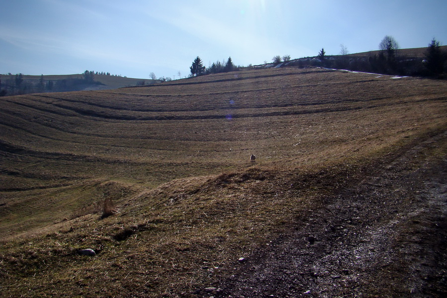 Bukovec z Matejoviec nad Hornádom (Volovské vrchy)