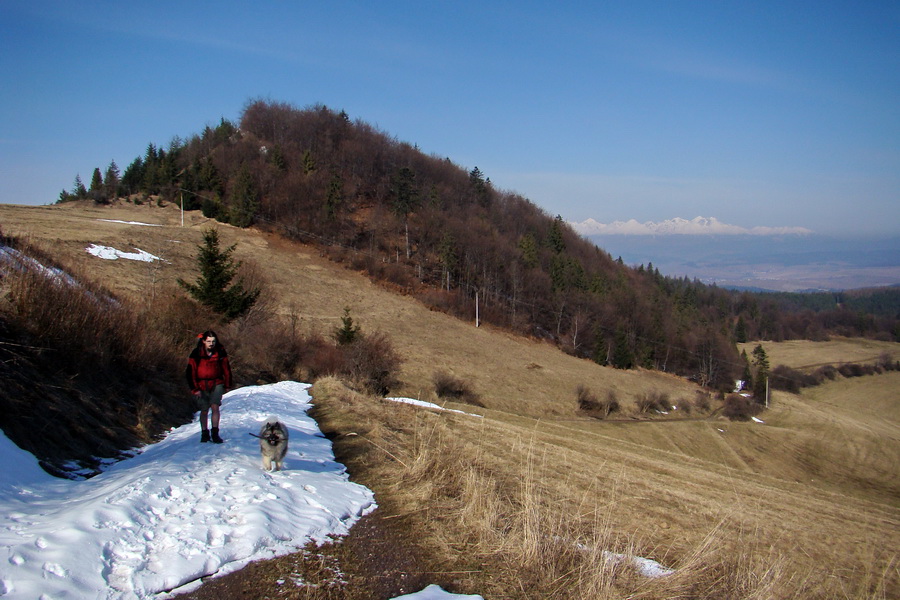 Bukovec z Matejoviec nad Hornádom (Volovské vrchy)