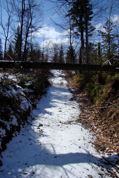 Bukovec z Matejoviec nad Hornádom (Volovské vrchy)