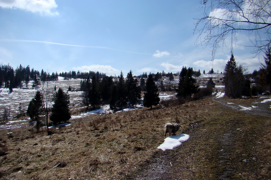 Bukovec z Matejoviec nad Hornádom (Volovské vrchy)