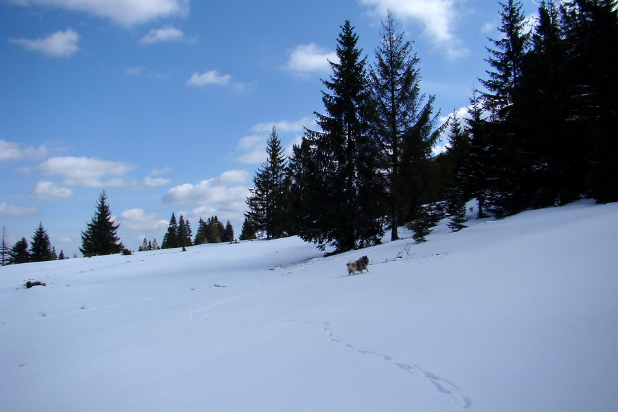 Bukovec z Matejoviec nad Hornádom (Volovské vrchy)