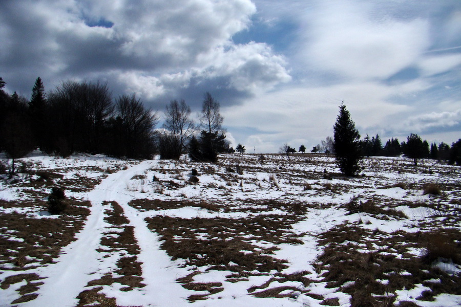 Bukovec z Matejoviec nad Hornádom (Volovské vrchy)