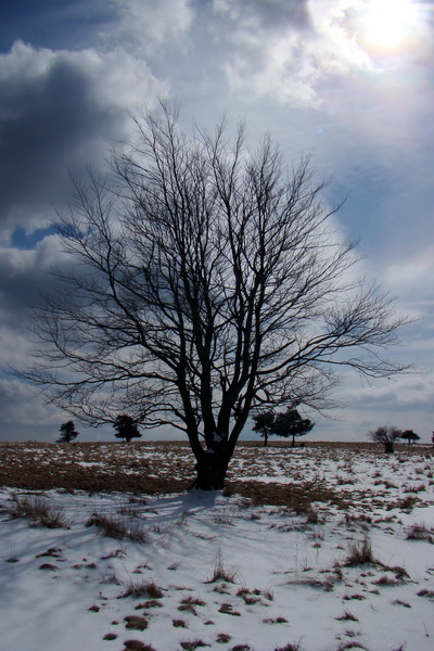 Bukovec z Matejoviec nad Hornádom (Volovské vrchy)