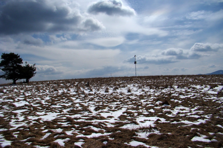 Bukovec z Matejoviec nad Hornádom (Volovské vrchy)