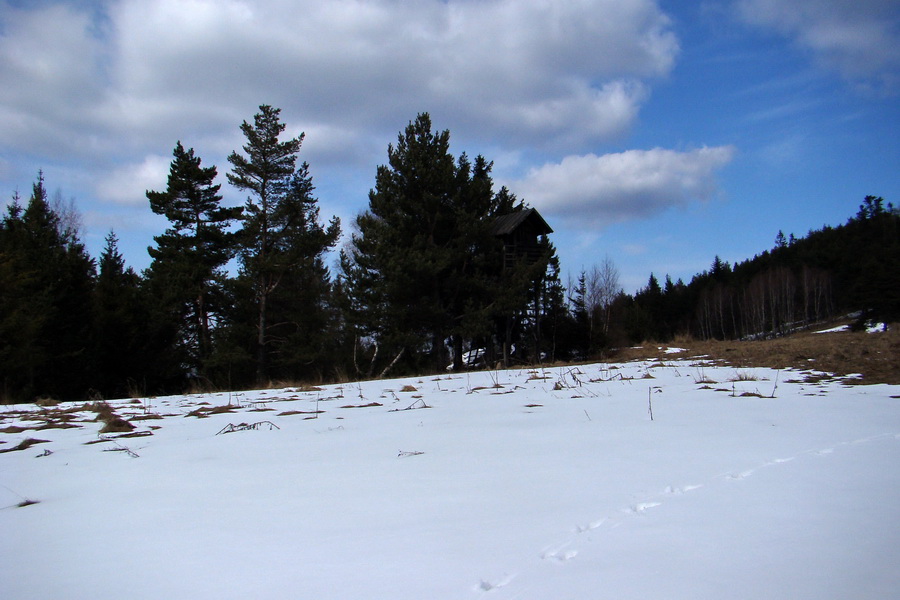 Bukovec z Matejoviec nad Hornádom (Volovské vrchy)