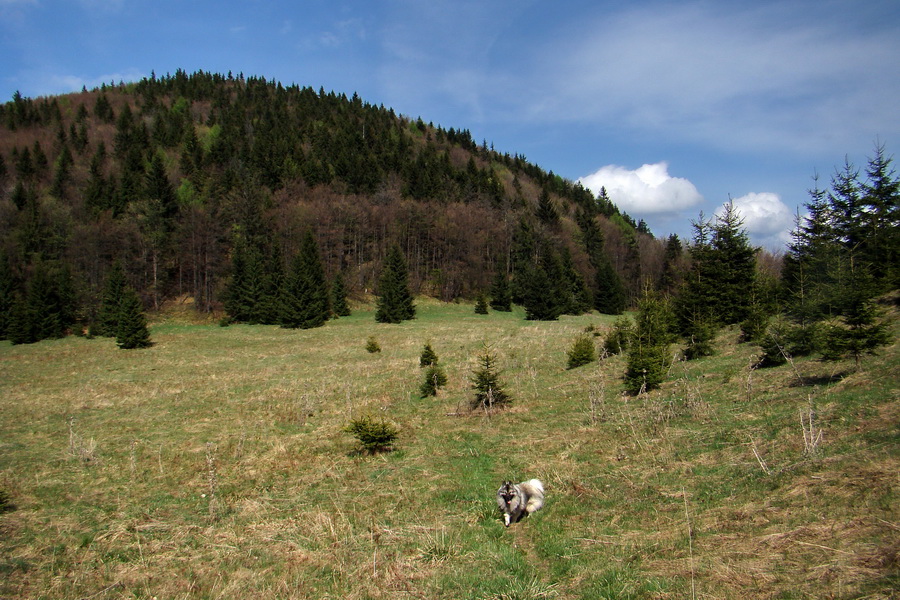 cez Kohút na Stolicu (Stolické vrchy)