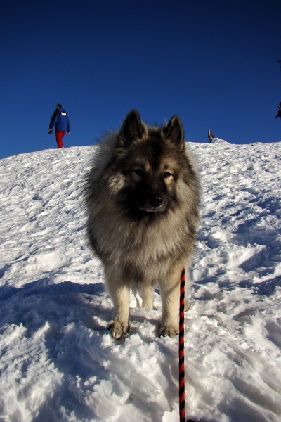 Chopok z Jasnej (Nízke Tatry)