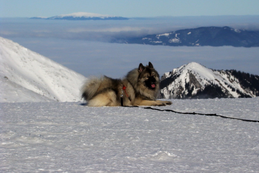 Chopok z Jasnej (Nízke Tatry)